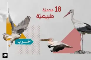 اتّساع محميّات الطيور في لبنان مقابل خطر القصف جنوبًا (1)