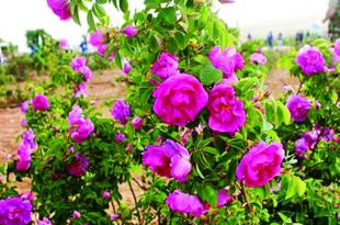 الوردة الشامية.. رمز جمالي وكنز اقتصادي