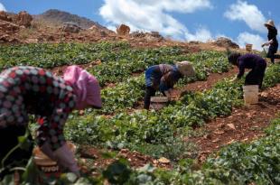 القطاع الزراعي يُنصِف العمّال السوريين: منتجون لا مجرمون