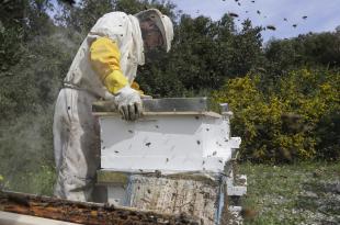 تربية النحل في لبنان: أخطار متعددة وتناقص العسل