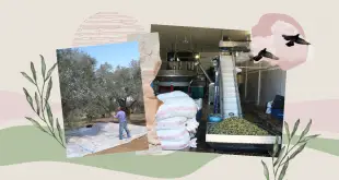 موسم الزيتون في الجنوب بين فتك الحرب وتحدّي البقاء