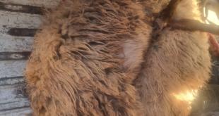 بلدية كفرشوبا تستنكر الاعتداءات الاسرائيلية الإرهابية على السكان الآمنين