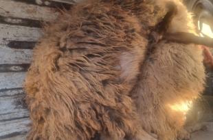 بلدية كفرشوبا تستنكر الاعتداءات الاسرائيلية الإرهابية على السكان الآمنين