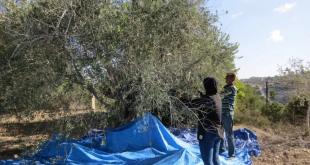 الاحتلال وتراجع الإنتاج يلهبان موسم الزيتون جنوباً