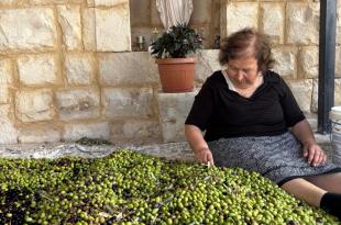 تبغ وزيتون إرث زراعيّ بين المرارة والصمود