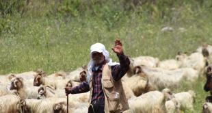 قطعان تحت القصف.. قصة أرزاق لا تعرف النزوح