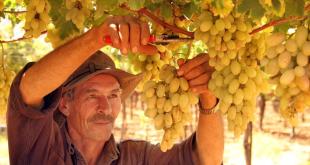 كامل جابر: أرض خضراء بلا حصاد.. هل يختفي المزارع من جنوب لبنان؟